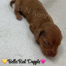 Belle - Dapple female Dachshund puppy in Brandon, Mississippi from A & N Kennels