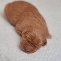 Golden Retriever puppies from Lórien Retrievers