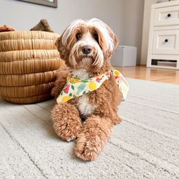 Pumpkin - Australian Labradoodle