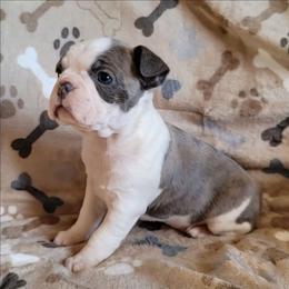 F2 - Blue female Boston Terrier puppy in Wilson, North Carolina from Chrysco Boston Terriers