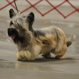 Skye Terrier All Grown Up from Shal Ahuja