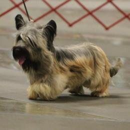 Skye Terrier All Grown Up from Shal Ahuja