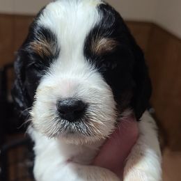 English Springer Spaniel Puppies from Rocky Top Springer Spaniels