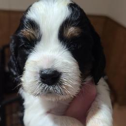 English Springer Spaniel Puppies from Rocky Top Springer Spaniels