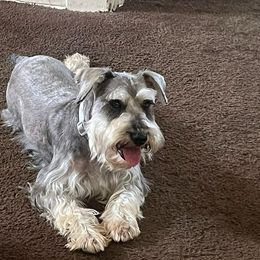 Miniature Schnauzers from Mini Beard Buster Kennel