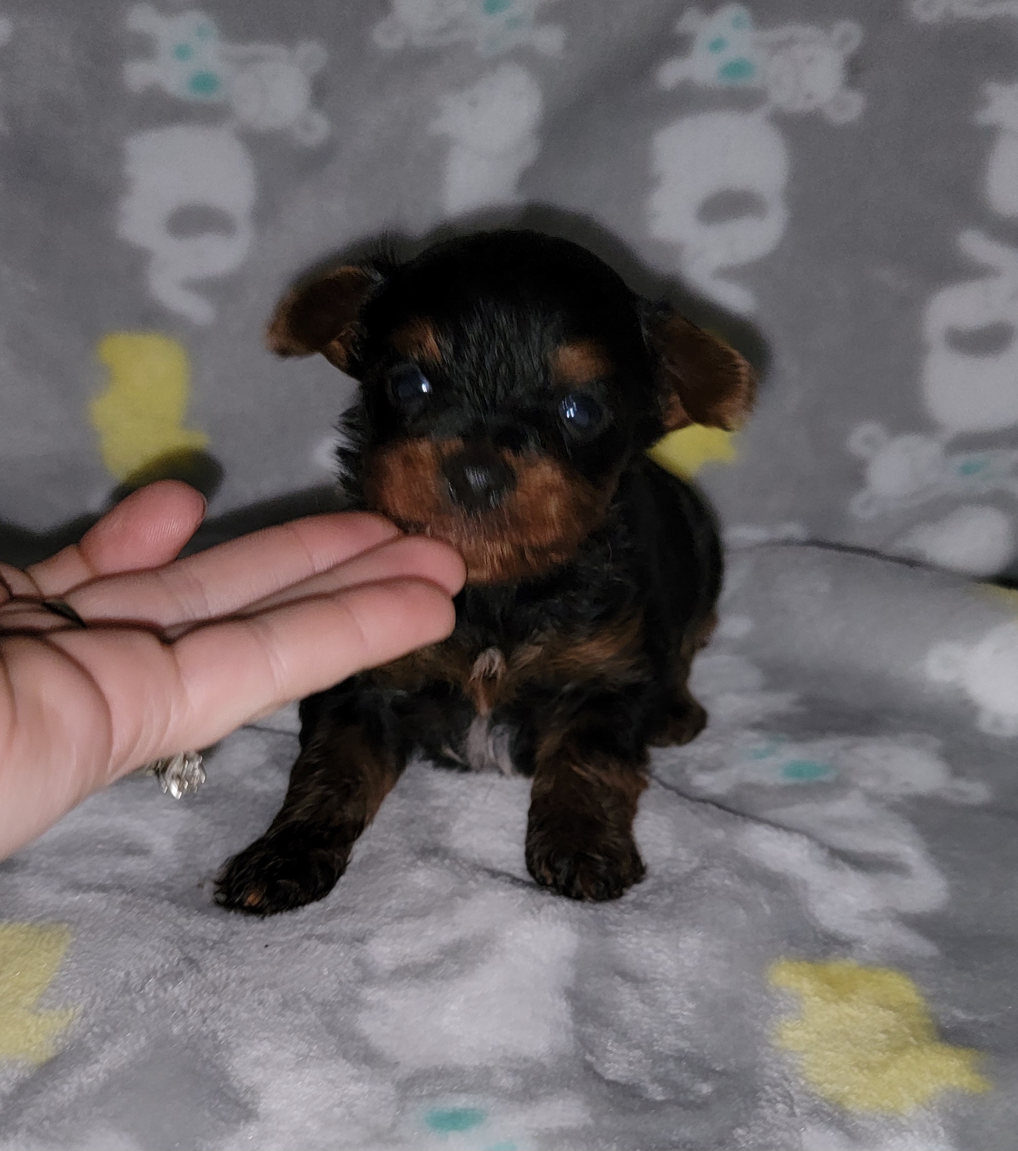 Yorkipoo and Yorkshire Terrier Puppies from Jacey Tatum
