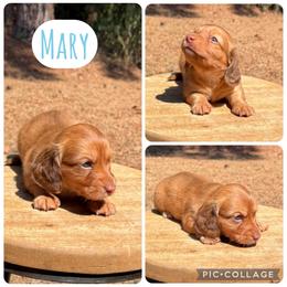 Mary - Red female Dachshund puppy in Bald Knob, Arkansas from Victoria’s Dachshunds