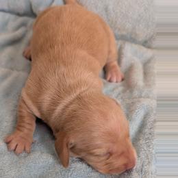 Millie - Cream female Dachshund puppy in Marshall, Texas from Wilson's Kennels