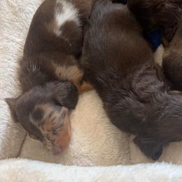 Dachshund and French Bulldog Puppies from Trust Fund Devil Kennel