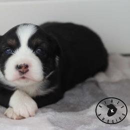 Georgia - Black tri female Miniature Australian Shepherd puppy in Garden Plain, Kansas from Krazy K Aussies