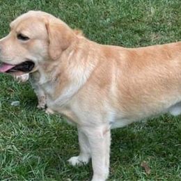 Gus - Labrador Retriever