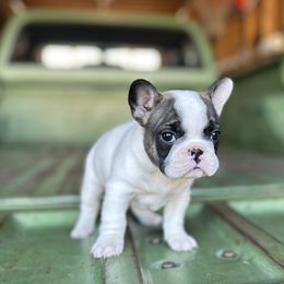 Jenny - Tricolors female French Bulldog puppy in Montrose, Colorado from San Juan Frenchies