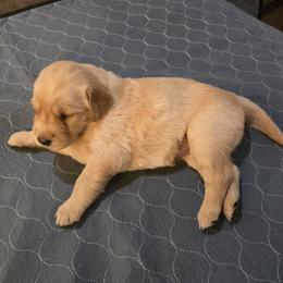 Pink Collar - Golden female Golden Retriever puppy in El Dorado Hills, California from Asperheim Golden Retriever Puppies