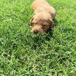 Goldendoodle Puppies from Silver Barn Doodles