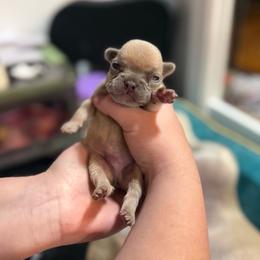 Blue - Liver male French Bulldog puppy in Plainview, Texas from The Kings Ransom French Bulldogs