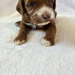 Starlight - Red and white female Cockapoo puppy in Adrian, Oregon from ApplebyFarm