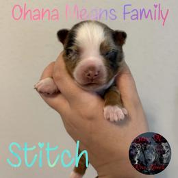 Stitch - Red merle male Miniature Australian Shepherd puppy in Brenham, Texas from Stone N Rose Kennels