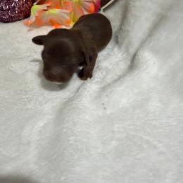 Green collar Boy 2 - Chocolate male Dachshund puppy in Pleasant Plains, Arkansas from JGBs Silver Spur Dachshunds