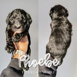 Phoebe - Black and white female Sheepadoodle puppy in Republic, Missouri from DOOD & Co