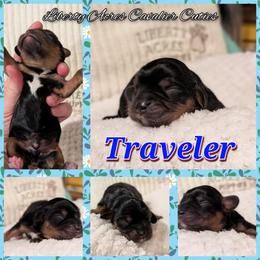 Traveler - Black and tan male Cavalier King Charles Spaniel puppy in Oppelo, Arkansas from Liberty Acres Puppies
