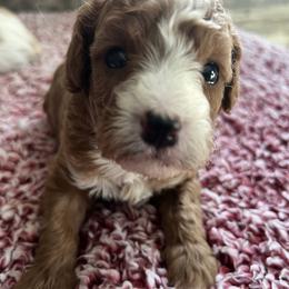 Cullen - Red male Cavapoo puppy in Osseo, Michigan from Smiths Fluffy butts