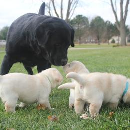 Labrador Retrievers from SK Labradors
