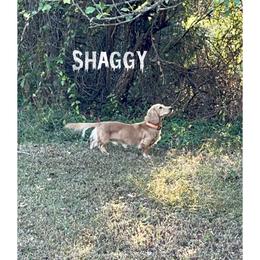 Shaggy - Dachshund
