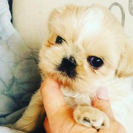 Shih Tzus from Curtis Imperials