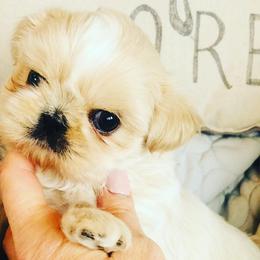 Shih Tzus from Curtis Imperials