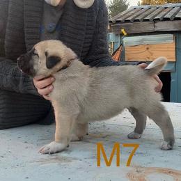 Male 7 - Biscuit and white male Anatolian Shepherd Dog puppy in Daggett, Michigan from T&S Anatolians