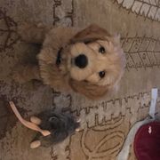 Bearded Retriever Puppies from Oakwood Bearded Retrievers