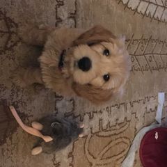 Bearded Retriever Puppies from Oakwood Bearded Retrievers