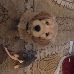 Bearded Retriever Puppies from Oakwood Bearded Retrievers