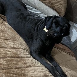 Chloe - Giant Schnauzer