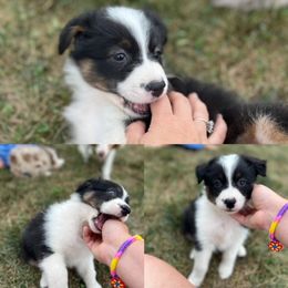 Australian Shepherd Puppies from Henderson Hill Australian Shepherds