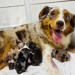 Pippi - Red tri female Miniature Australian Shepherd puppy in Hempstead, Texas from Young Gun Aussies