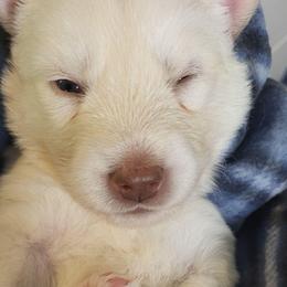 Casper - White male Siberian Husky puppy in Swansea, Illinois from Husky B's