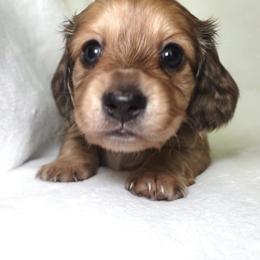 Phoenix - Dapple female Dachshund puppy in Texarkana, Texas from Lolo&CoDachshunds