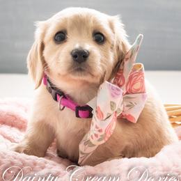 Estelle - Cream female Dachshund puppy in South Laurel, Maryland from Dainty Cream Doxies