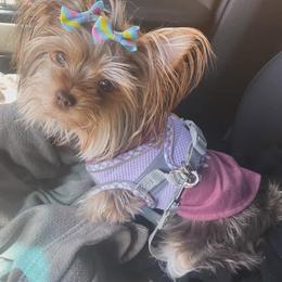 Tink - Yorkshire Terrier