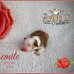 Yosemite - Red merle male Miniature Australian Shepherd puppy in Madisonville, Texas from Flying LL Aussies