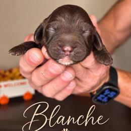 Blanche - Chocolate female Australian Labradoodle puppy in Covington, Louisiana from Cajun Land Doodles