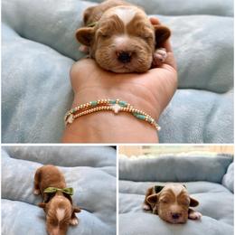 Twix - Red male Australian Labradoodle puppy in Summerfield, North Carolina from Four Oaks Labradoodles