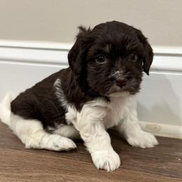 Chocolate and white male 1 - Chocolate male Havanese puppy in Douglas, Georgia from Huffer Hounds and Havanese