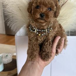 Lenny - Red  male Poodle puppy in Hernando Beach, Florida from Minipupps