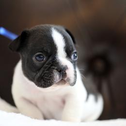 Blue Collar - White and brindle male French Bulldog puppy in Wichita, Kansas from Phantasticus French Bulldogs