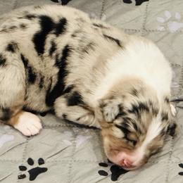 Billy - Blue merle male Australian Shepherd puppy in Palm Bay, Florida from Wiggle Butt's