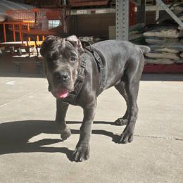 Katie - Gray brindle female Cane Corso puppy in Seattle, Washington from Grande Kennels