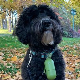Pele - Australian Labradoodle