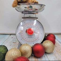 Girl 4 - Poodle puppy in Inman, South Carolina from Raynebow Rose Poodles